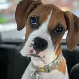 Meet your Posher, Casey